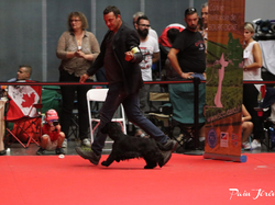 CACIB MÂCON 2018 - DIMANCHE