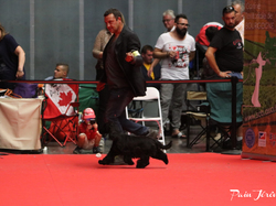 CACIB MÂCON 2018 - DIMANCHE