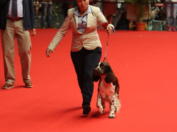 CACIB MÂCON 2018 - DIMANCHE