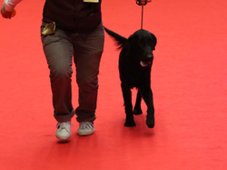 CACIB MÂCON 2018 - DIMANCHE