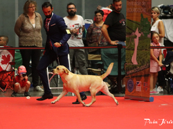 CACIB MÂCON 2018 - DIMANCHE