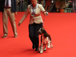 CACIB MÂCON 2018 - DIMANCHE