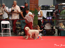 CACIB MÂCON 2018 - DIMANCHE