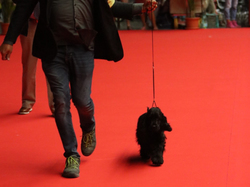 CACIB MÂCON 2018 - DIMANCHE