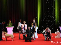 CACIB MÂCON 2018 - DIMANCHE