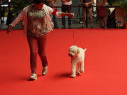 CACIB MÂCON 2018 - DIMANCHE