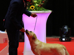 CACIB MÂCON 2018 - DIMANCHE