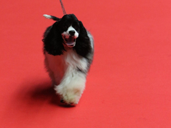 CACIB MÂCON 2018 - DIMANCHE