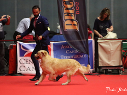 CACIB MÂCON 2018 - DIMANCHE