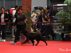 CACIB MÂCON 2018 - DIMANCHE