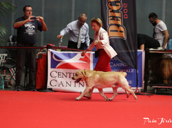 CACIB MÂCON 2018 - DIMANCHE