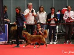 CACIB MÂCON 2018 - DIMANCHE