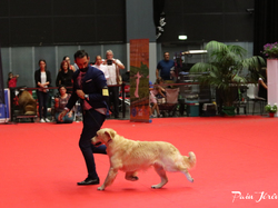 CACIB MÂCON 2018 - DIMANCHE