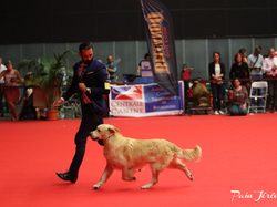 CACIB MÂCON 2018 - DIMANCHE