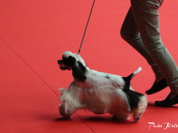 CACIB MÂCON 2018 - DIMANCHE