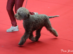 CACIB MÂCON 2018 - DIMANCHE