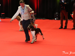 CACIB MÂCON 2018 - DIMANCHE