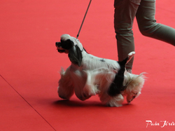 CACIB MÂCON 2018 - DIMANCHE