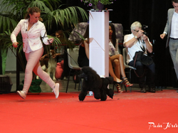 CACIB MÂCON 2018 - DIMANCHE