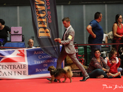 CACIB MÂCON 2018 - DIMANCHE