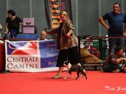 CACIB MÂCON 2018 - DIMANCHE