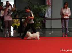 CACIB MÂCON 2018 - DIMANCHE