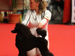 CACIB MÂCON 2018 - DIMANCHE