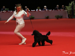 CACIB MÂCON 2018 - DIMANCHE