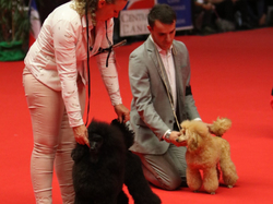 CACIB MÂCON 2018 - DIMANCHE