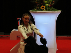 CACIB MÂCON 2018 - DIMANCHE