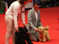 CACIB MÂCON 2018 - DIMANCHE