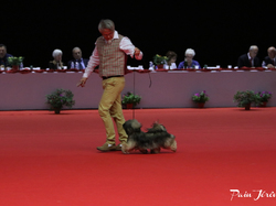 CACIB MÂCON 2018 - DIMANCHE