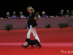 CACIB MÂCON 2018 - DIMANCHE