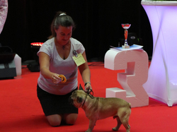 CACIB MÂCON 2018 - DIMANCHE