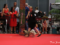 CACIB MÂCON 2018 - DIMANCHE