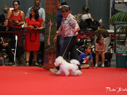 CACIB MÂCON 2018 - DIMANCHE