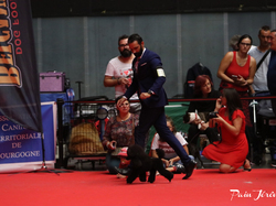 CACIB MÂCON 2018 - DIMANCHE