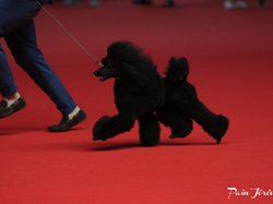 CACIB MÂCON 2018 - DIMANCHE