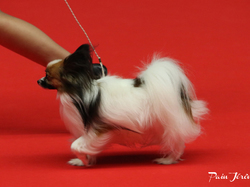 CACIB MÂCON 2018 - DIMANCHE