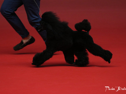 CACIB MÂCON 2018 - DIMANCHE