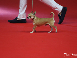 CACIB MÂCON 2018 - DIMANCHE