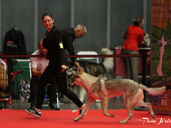 CACIB MÂCON 2018 - DIMANCHE