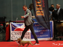 CACIB MÂCON 2018 - DIMANCHE