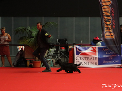 CACIB MÂCON 2018 - DIMANCHE