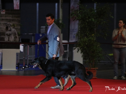 CACIB MÂCON 2018 - DIMANCHE