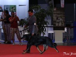 CACIB MÂCON 2018 - DIMANCHE