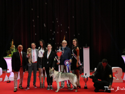 CACIB MÂCON 2018 - DIMANCHE