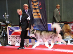 CACIB MÂCON 2018 - DIMANCHE