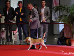 CACIB MÂCON 2018 - DIMANCHE