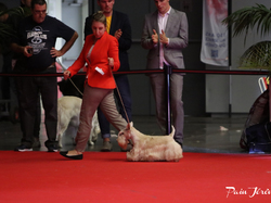 CACIB MÂCON 2018 - DIMANCHE